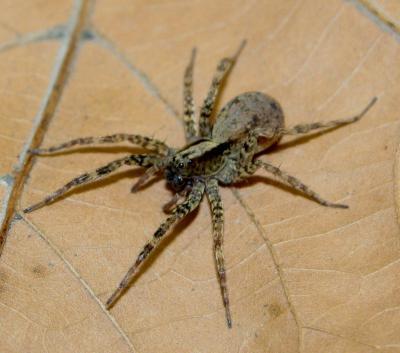 When food is scarce, hungry female spiders alter mating preferences ...
