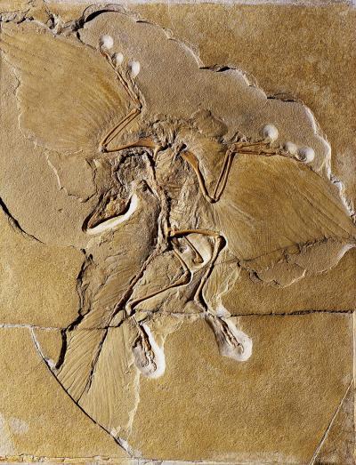 winged dinosaur fossil