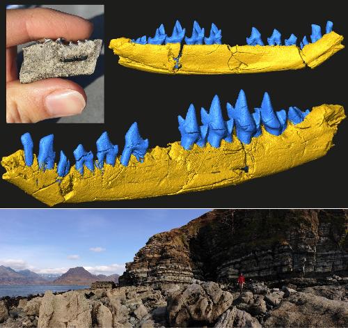 fossil discovery 2020