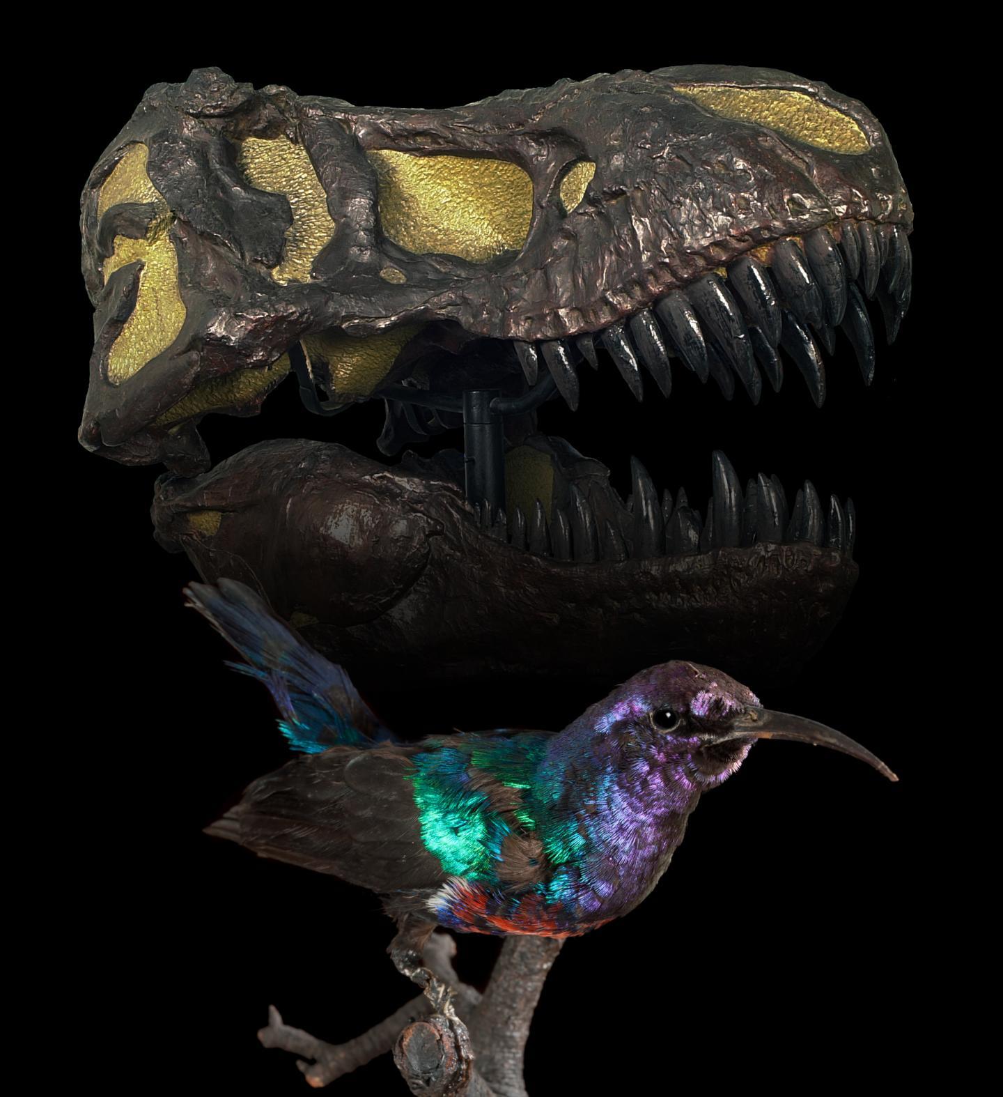 types of dinosaurs with feathers