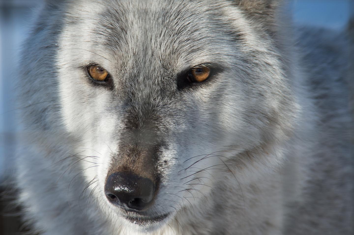 Fear and caring are what's at the core of divisive wolf debate