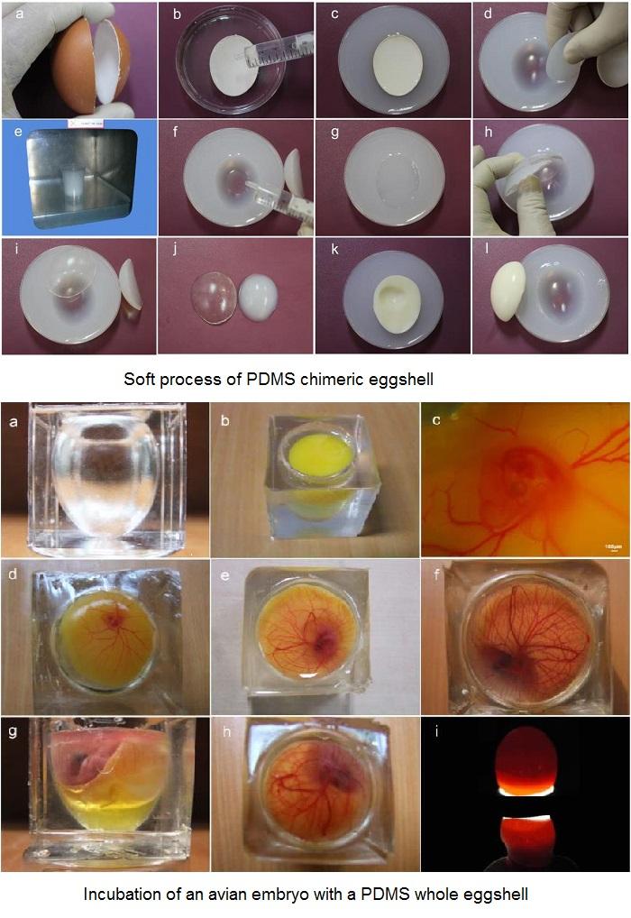 Transparent soft PDMS eggshell created as step towards embryo lab on a ...
