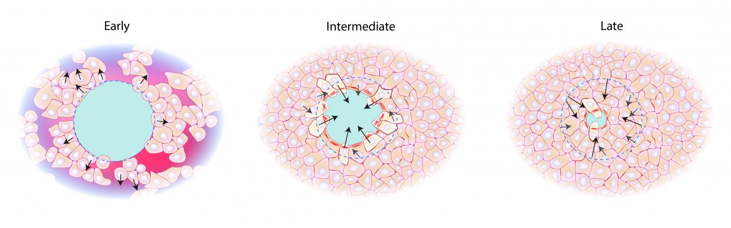 Epithelial Cells: Forcing Wounds To Close | Science 2.0